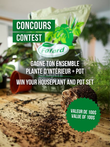 Concours Gagnez un ensemble de plantes d’intérieur d’une valeur de 100$!