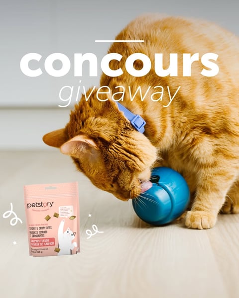 Concours Gagnez un jouet interactif pour chat et un sac de gâteries!