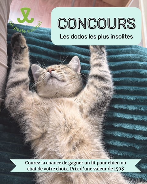 Concours Gagnez un lit pour chien ou chat d'une valeur de 150$!