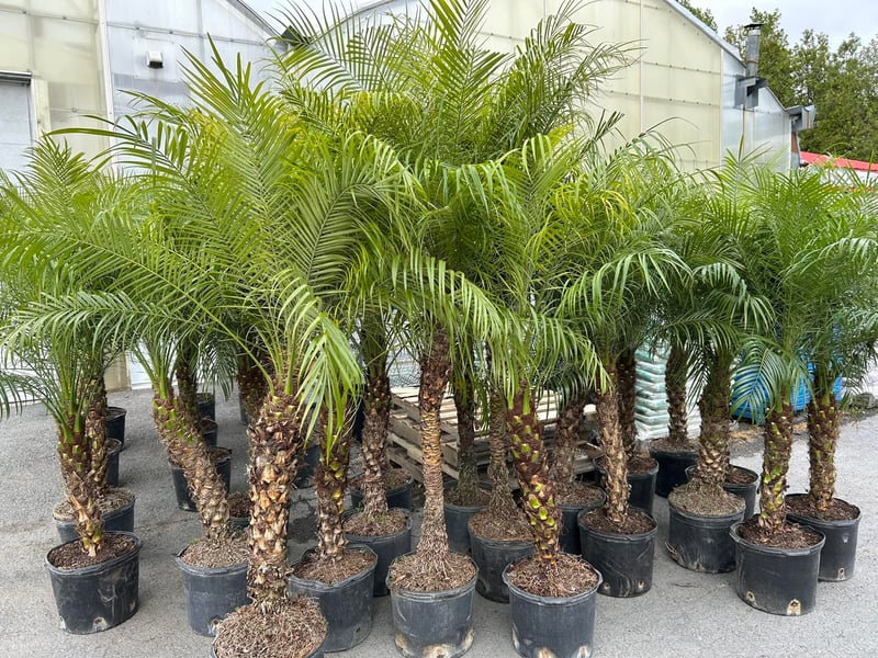 Concours Gagnez un palmier Robellini en pot de 14 po!