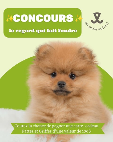 Concours Gagnez une carte-cadeau Pattes et Griffes de 100$!