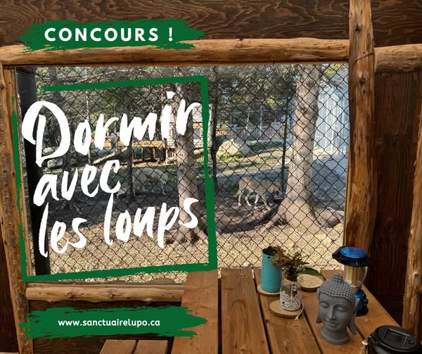 Concours Gagnez un séjour en glamping pour 1 à 4 personnes au Sanctuaire de loups LUPO!