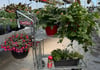 Concours Gagnez votre ensemble potager pour le balcon!