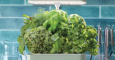 Concours AEROGARDEN SEMENCE CANADA !