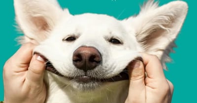 Concours Courez la chance de gagner une carte-cadeau Pattes & Griffes d'une valeur de 100$!