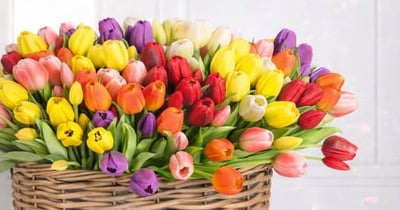 Concours Gagnez un bouquet de tulipes super réaliste!