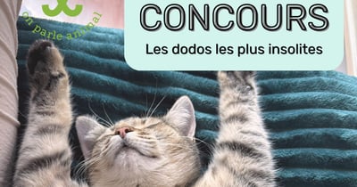 Concours Gagnez un lit pour chien ou chat d'une valeur de 150$!