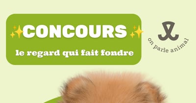 Concours Gagnez une carte-cadeau Pattes et Griffes de 100$!