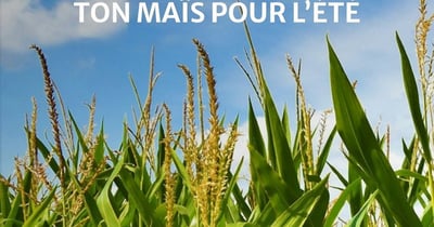 Concours Gagnez votre maïs pour l'été!
