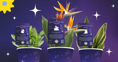 Concours Gagnez votre carte du ciel et votre plante astrologique!