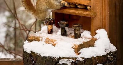 Concours Les deux loutres - Gagnez un séjour inoubliable de 2 nuits dans notre magnifique chalet!