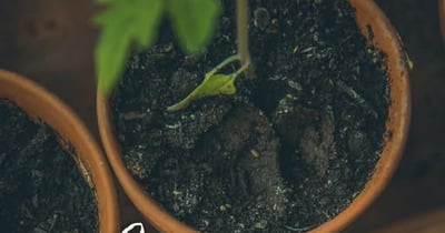 Concours Les Serres Benoit - GAGNE TON JARDIN !