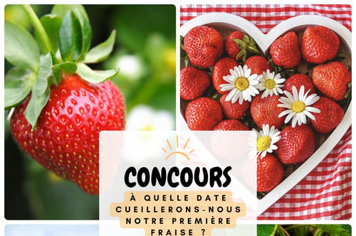 Concours Gagnez l'un des deux paniers de 3L de fraises fraîches!
