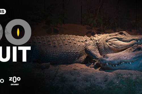 Concours Gagnez une expérience nocturne mémorable au Zoo de Granby!